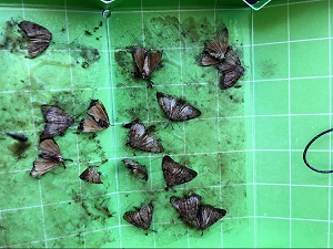 14 male gypsy moths in green delta trap