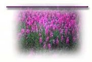 picture of a patch of purple loosestrife