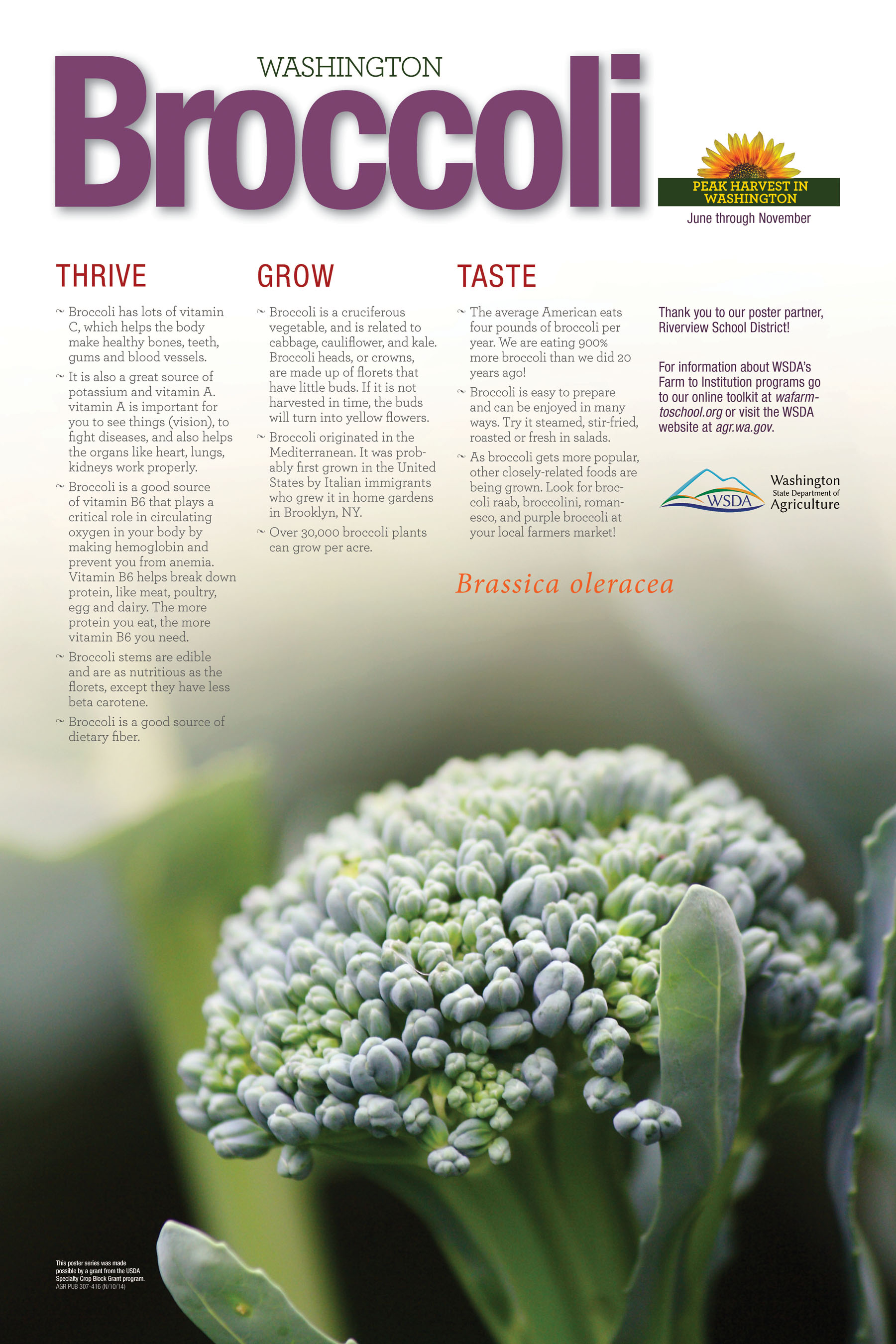 WA Harvest Broccoli Poster