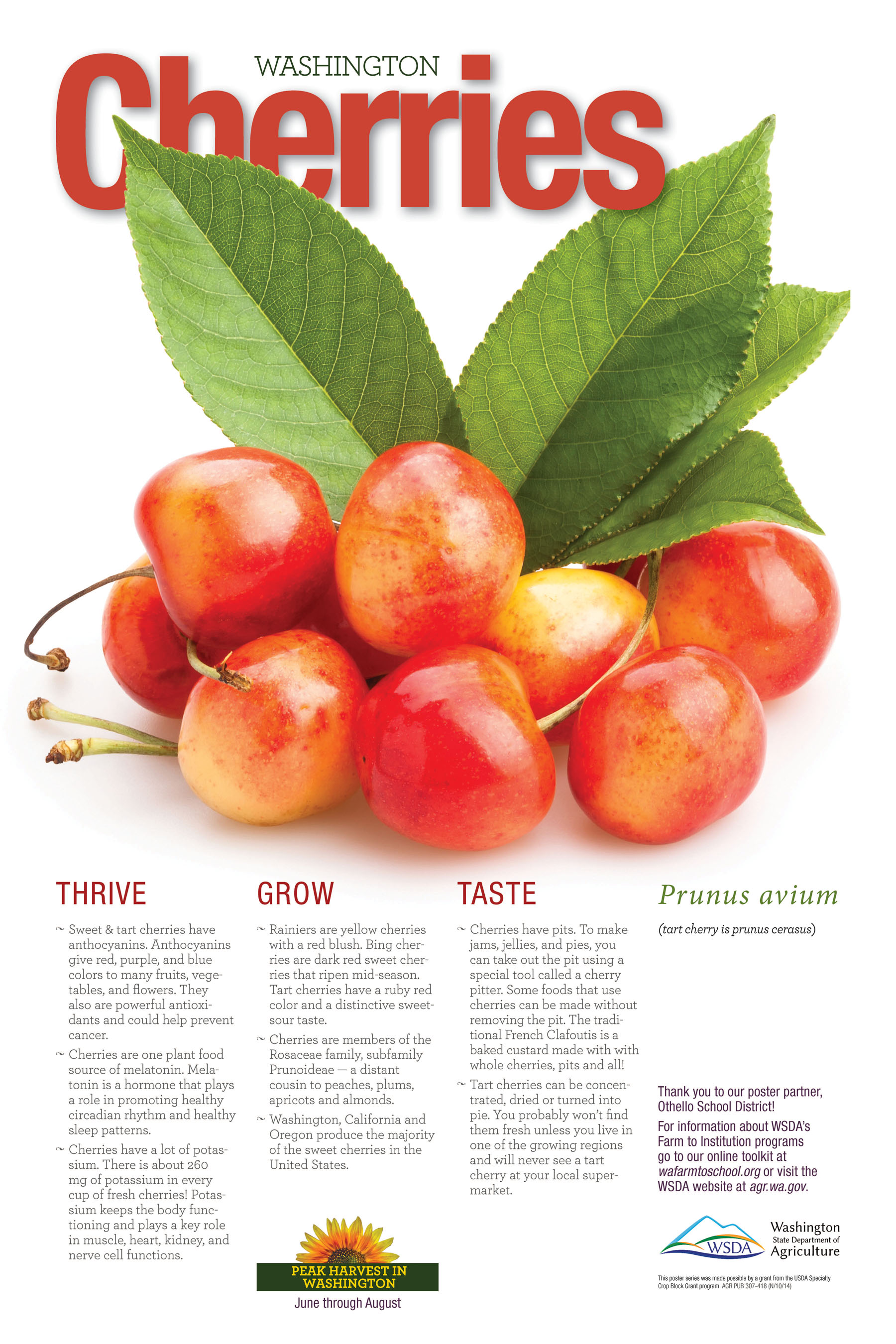 WA Harvest Cherry Poster