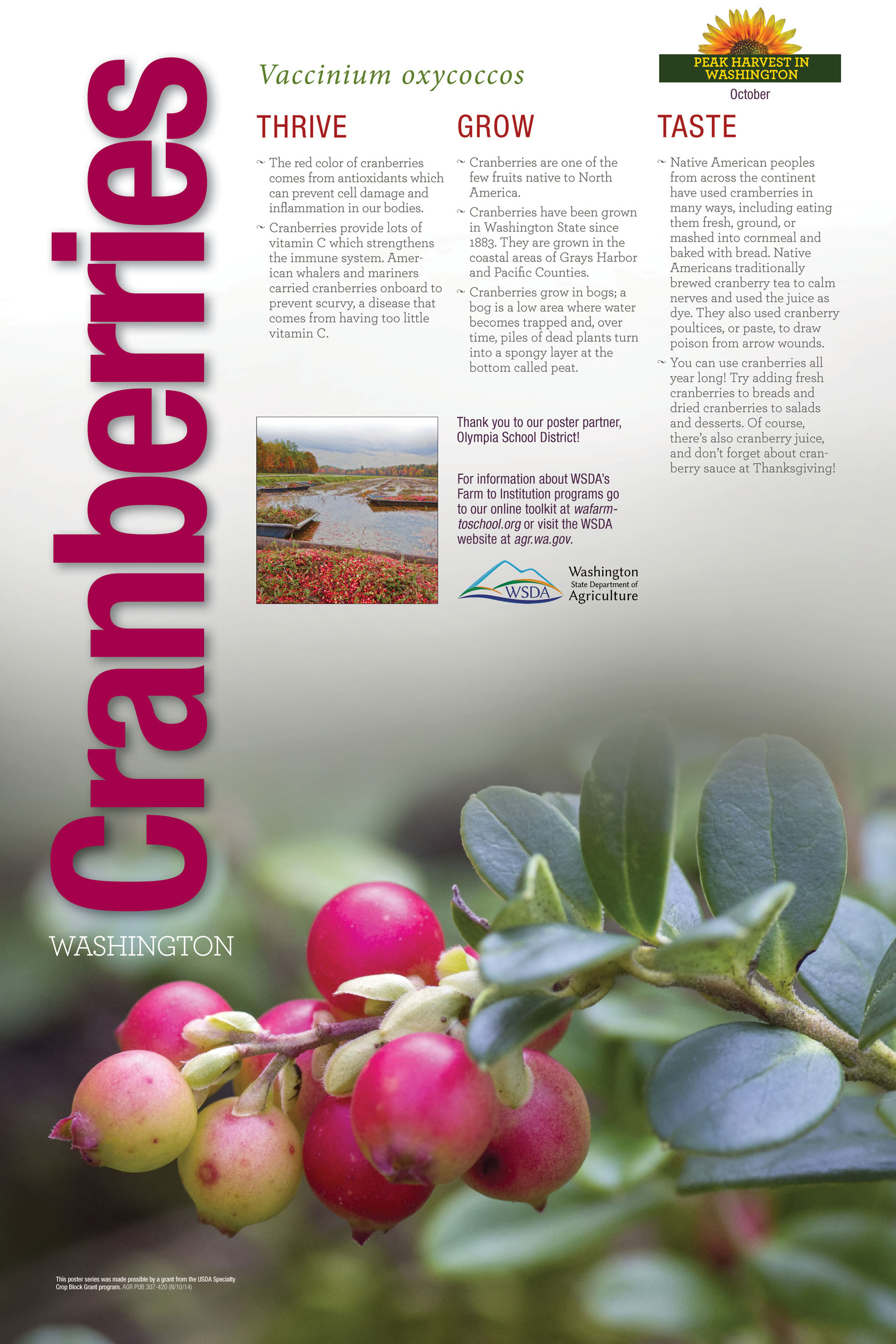 WA Harvest Cranberry Poster