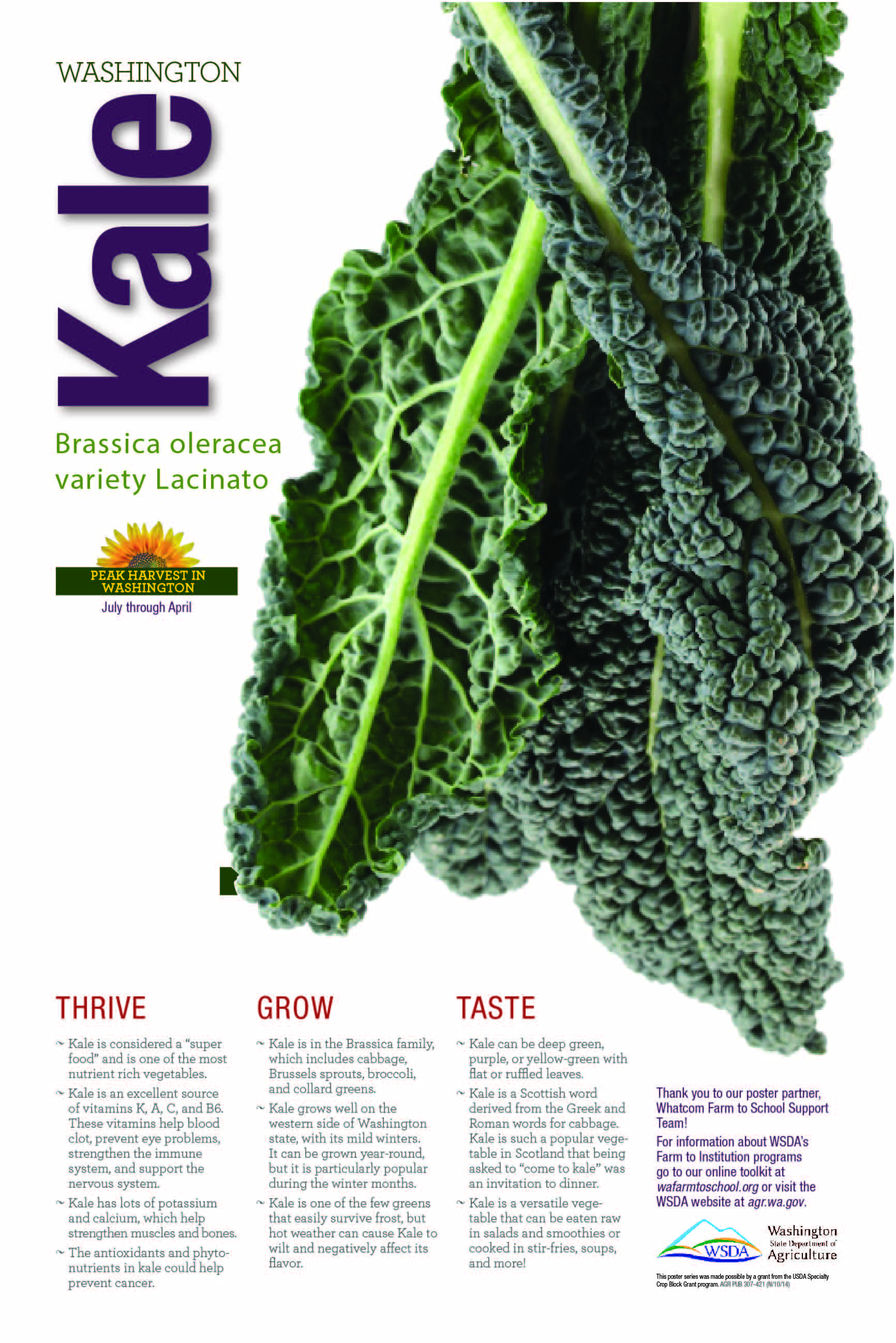 WA Harvest Kale Poster