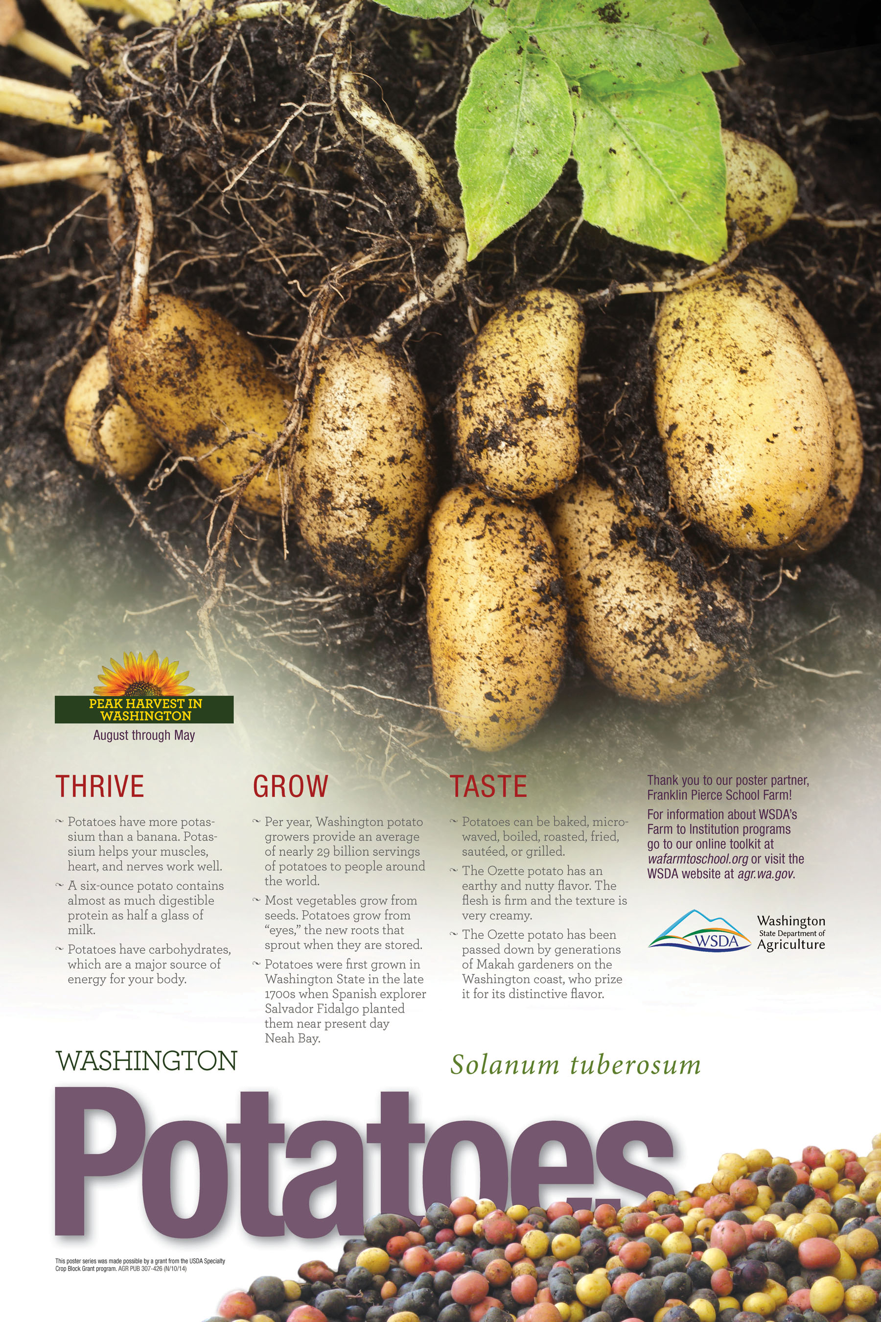 WA Harvest Potatoes Poster