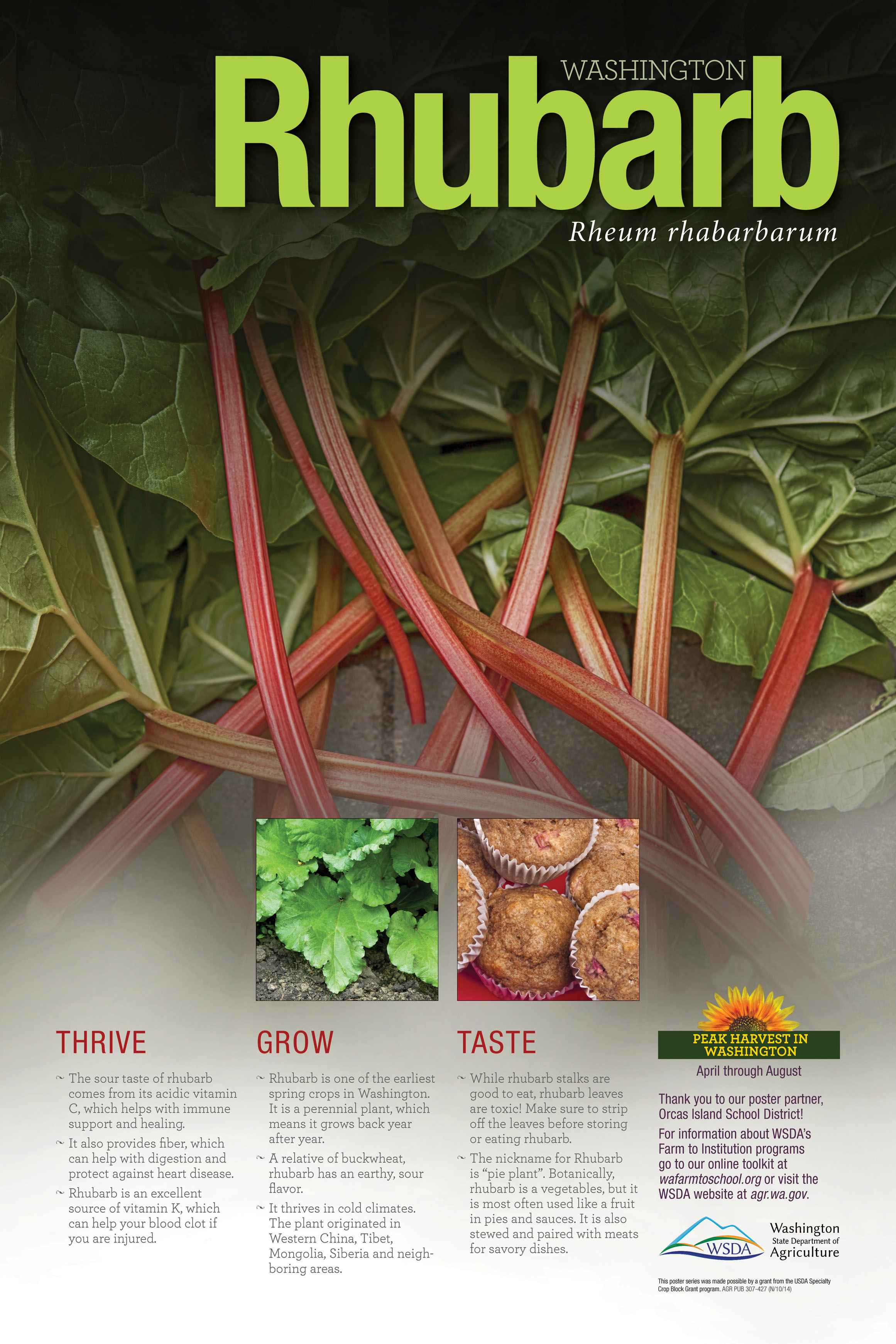 WA Harvest Rhubarb Poster