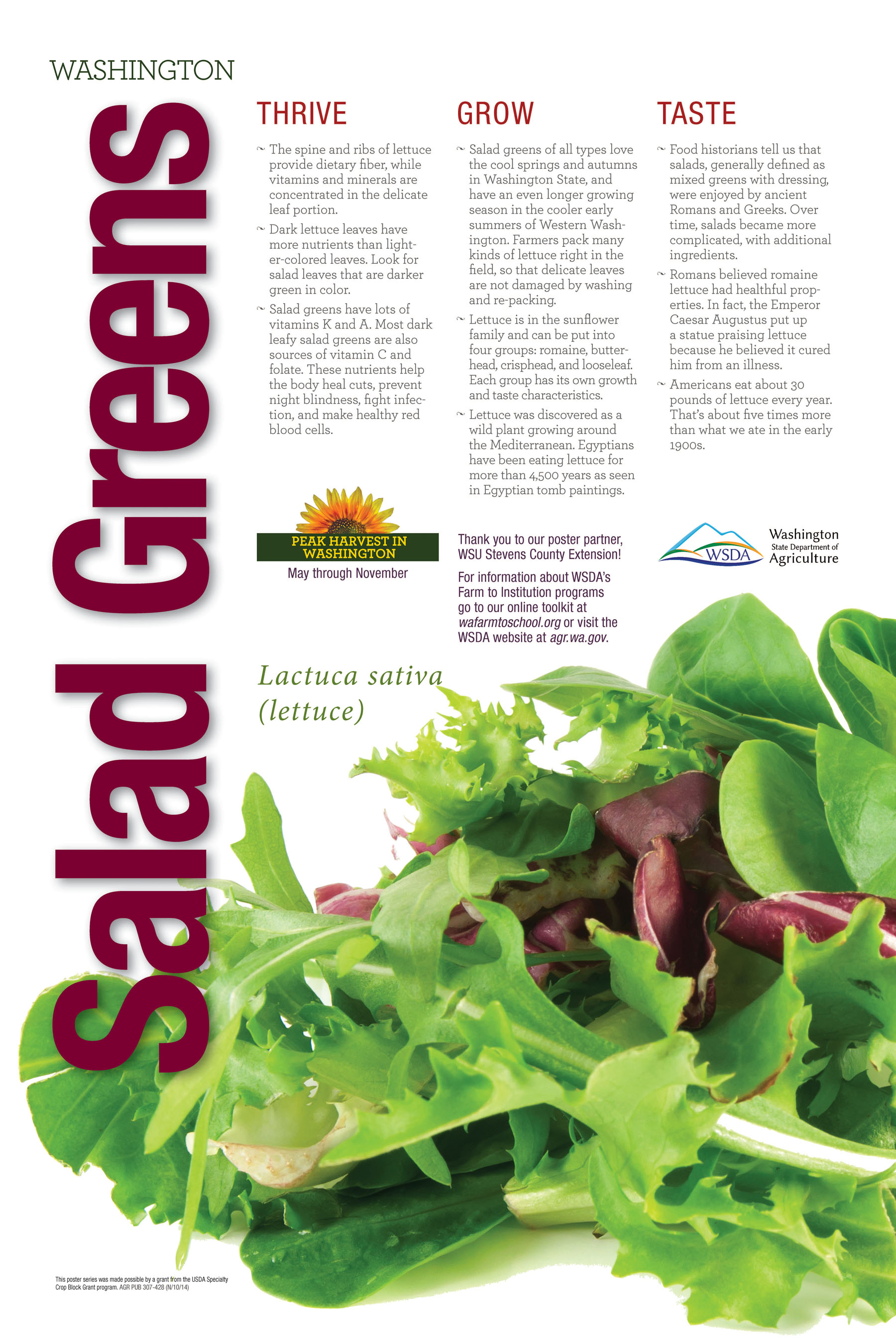 WA Harvest Salad Greens Poster