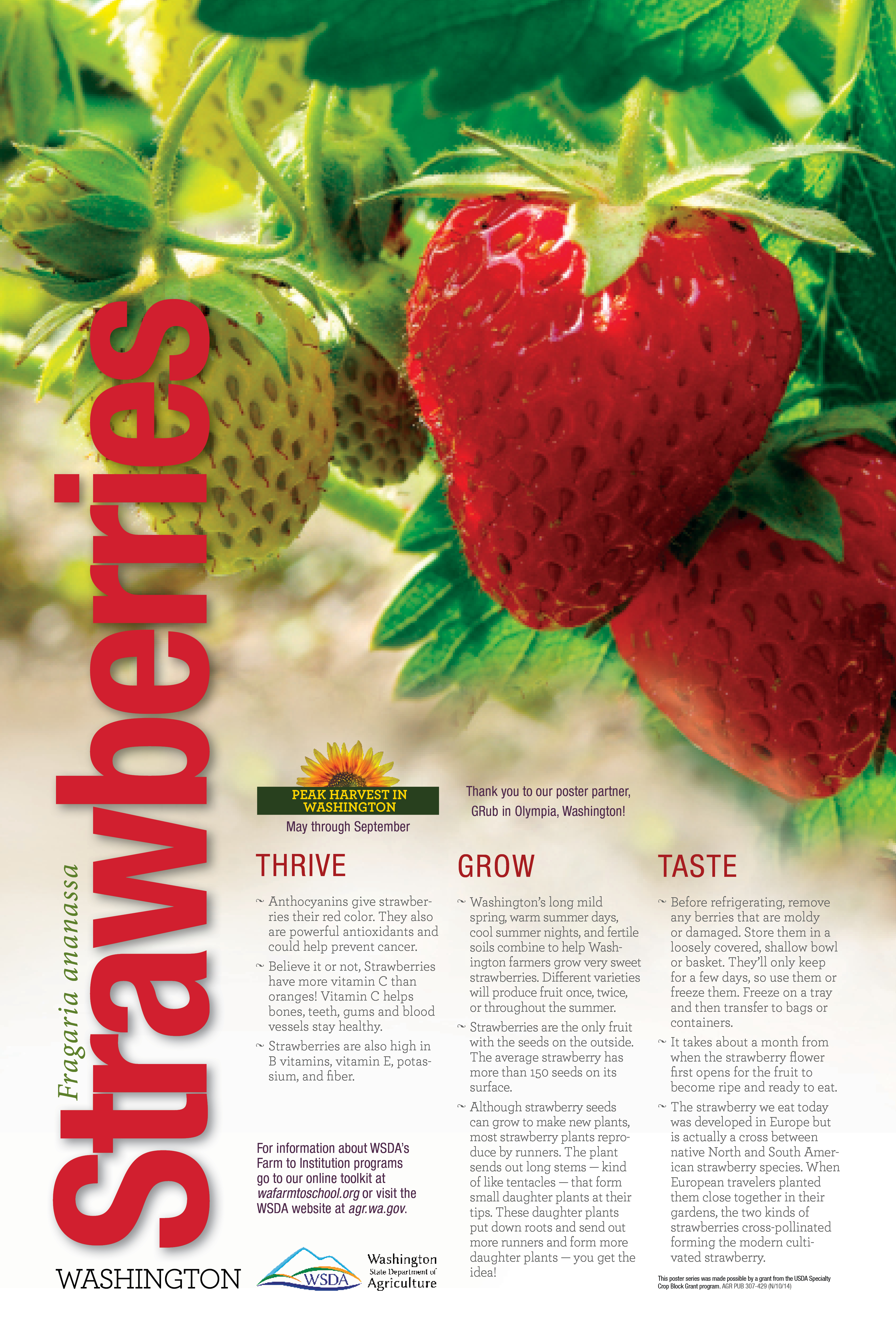 WA Harvest Strawberries Poster