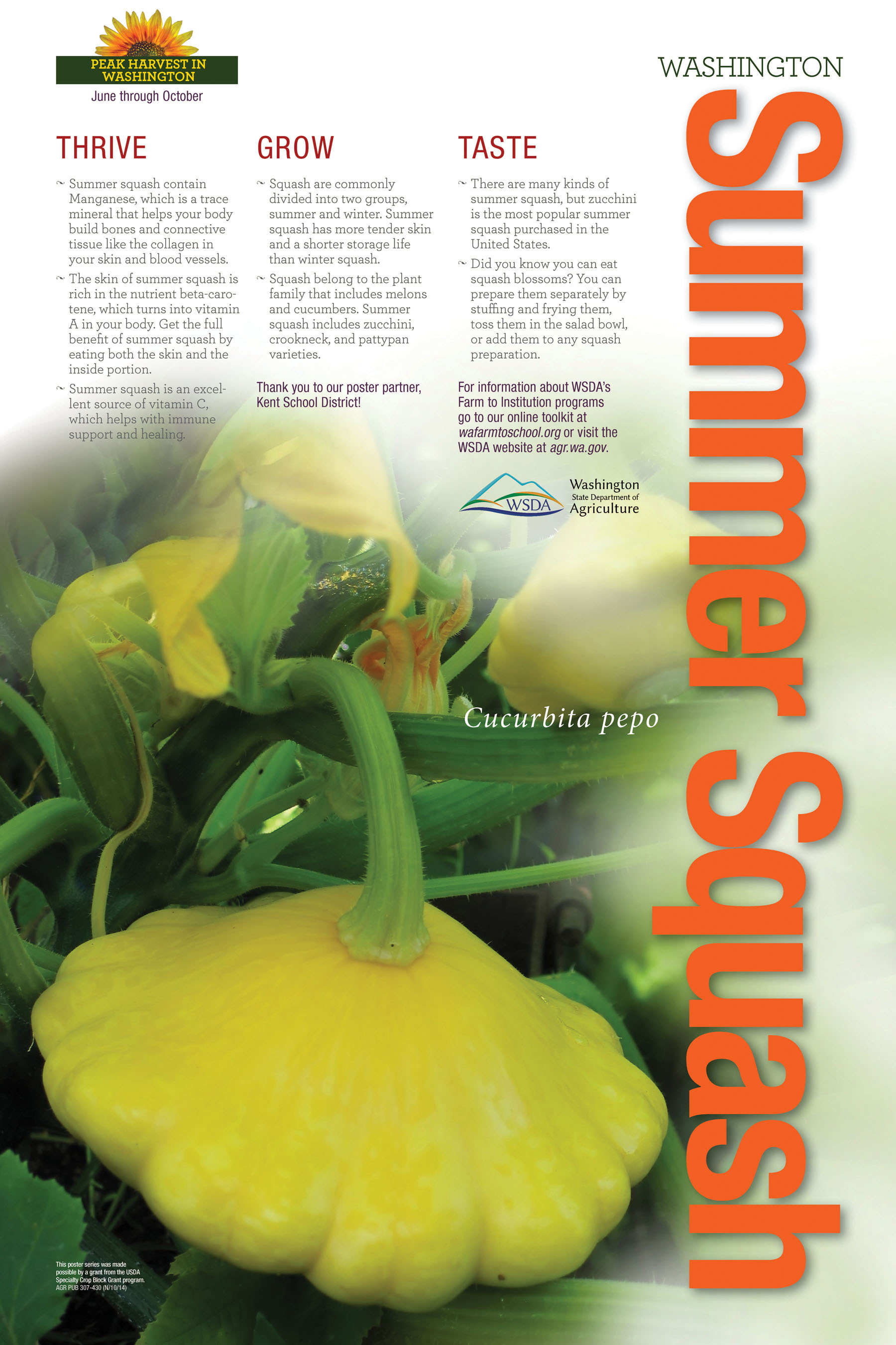 WA Harvest Summer Squash Poster