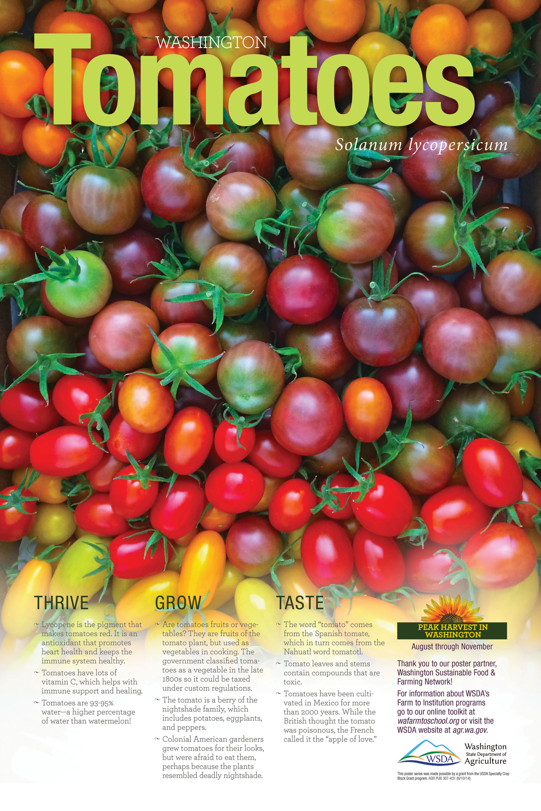 WA Harvest Tomato Poster