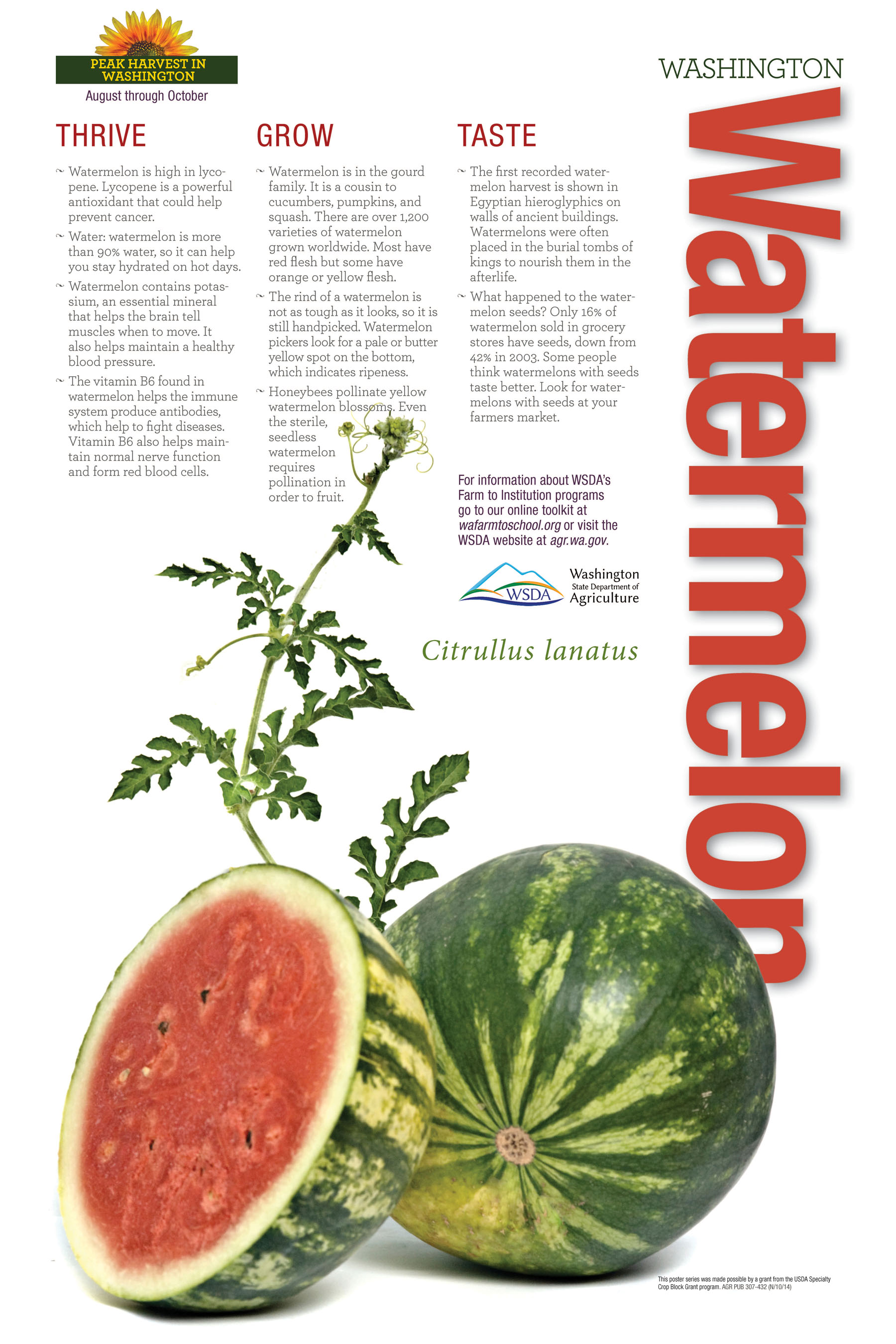 WA Harvest Watermelon Poster