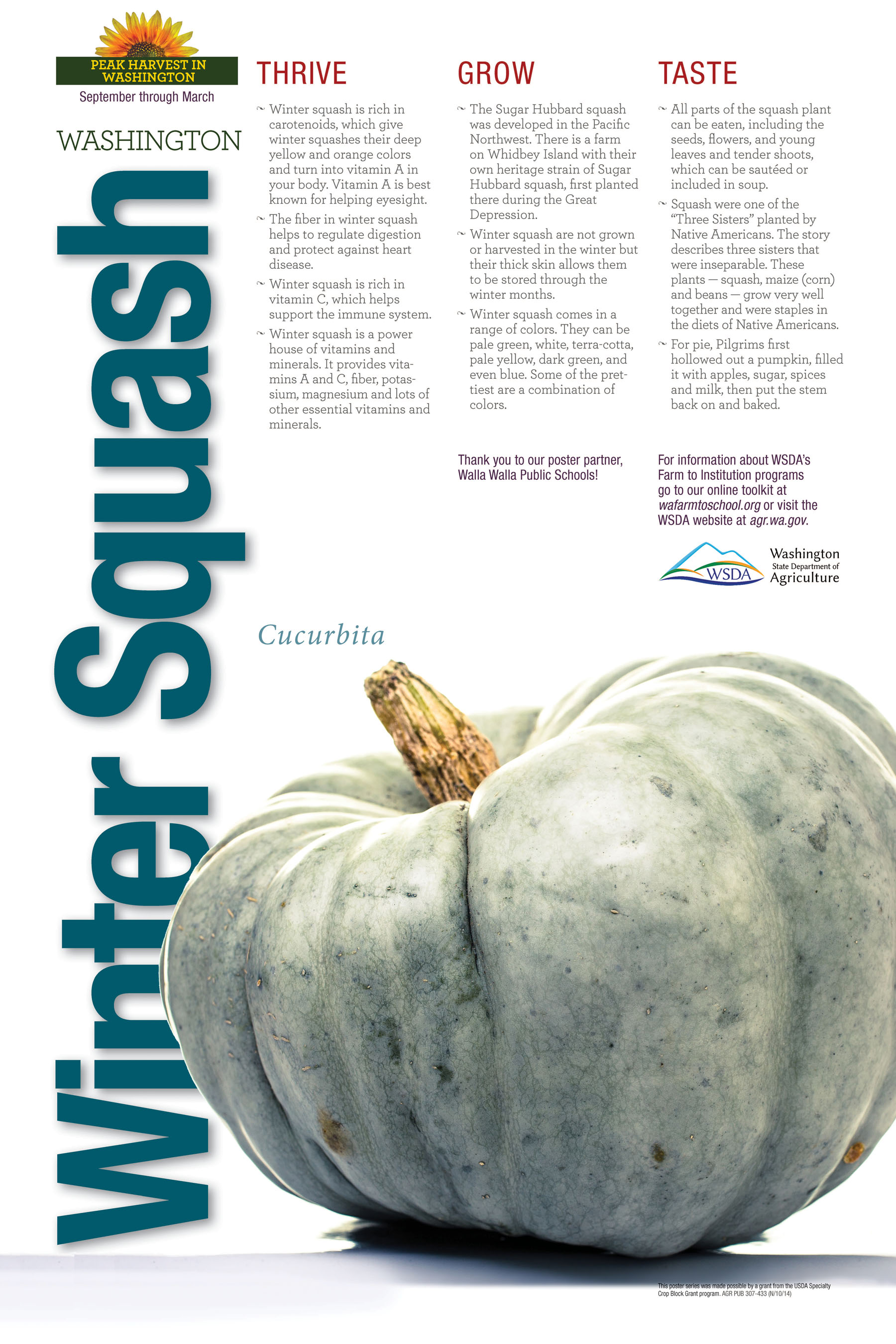WinterSquash_poster_pic.jpg