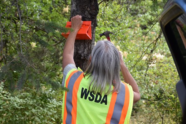 woman hanging orange trap in tree