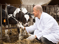 Veterinarian looking at a cow