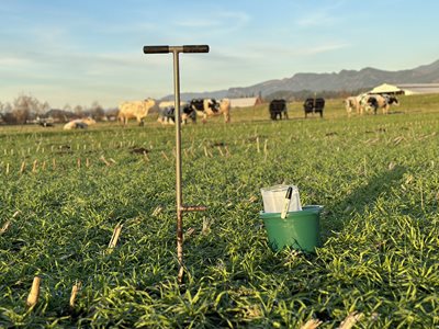 Metal probe in ground next to bucket. Field and cows in background.