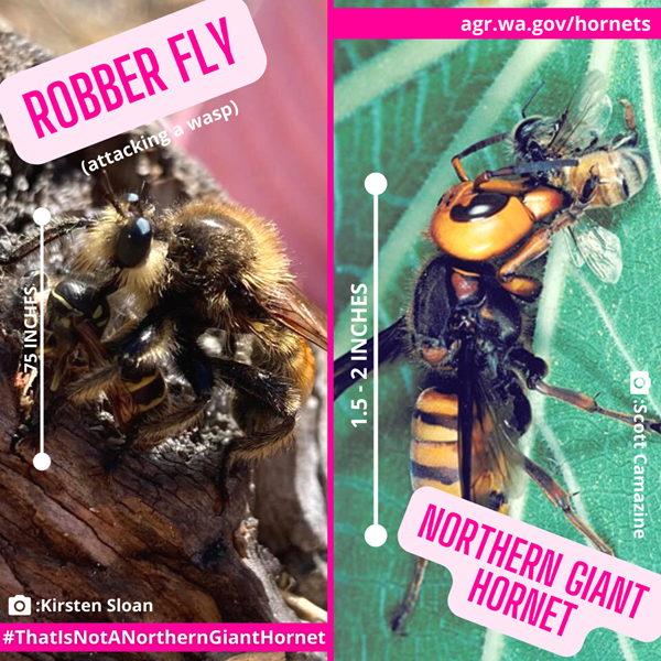 Robbery fly and Asian giant hornet