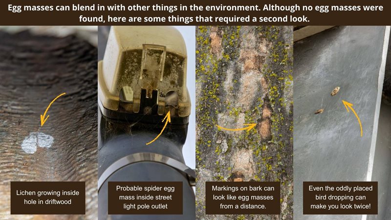 Images: log with lichen, light pole outlet, tree bark, building beam. Text: Egg masses can blend in with other things in the environment. Although no egg masses were found, here are some things that required a second look.