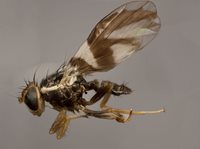 Apple maggot fly.