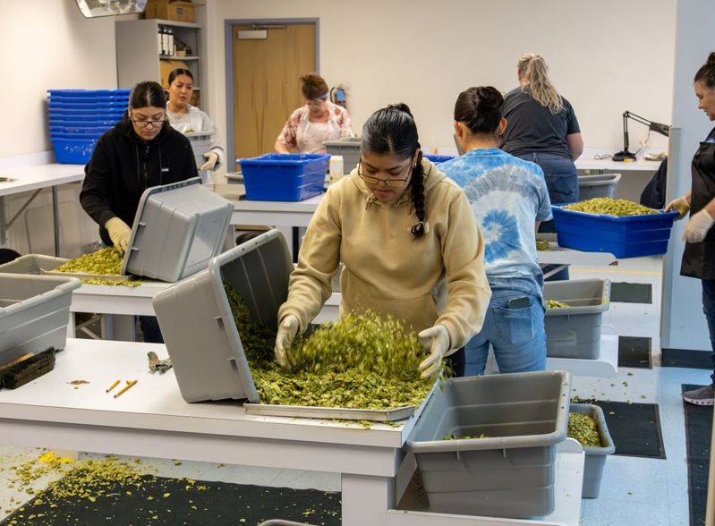 women at tables tossing and sifting hops