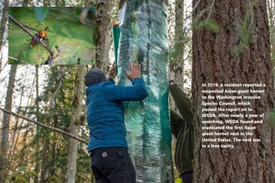 Two men wrap a tree with plastic wrap. Inlayed image: Asian giant hornet. Text: In 2019, a resident reported a suspected Asian giant hornet to the Washington Invasive Species Council, which passed the report on to WSDA. AFter nearly a year of searching, WSDA found and eradicated the first Asian giant hornet nest in the United States. The nest was in a tree cavity.