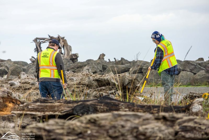 two people in safety vests looking through large driftwood