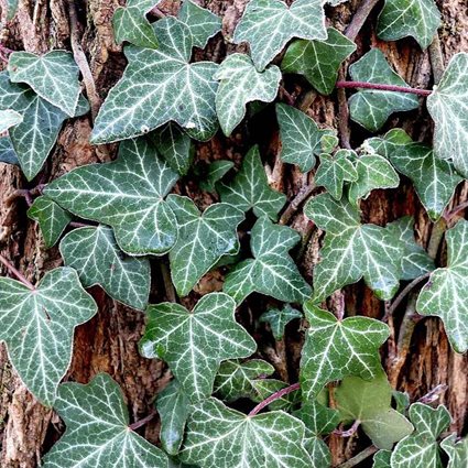 Ivy clings to tree bark.