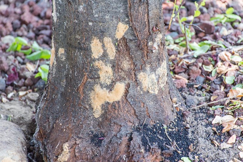 egg masses on tree