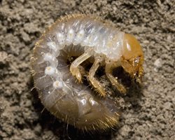 Japanese beetle grub