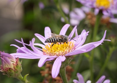sharp tail bee on purple