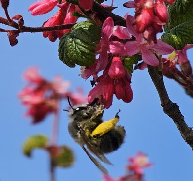 Anthophora on red flowering currant