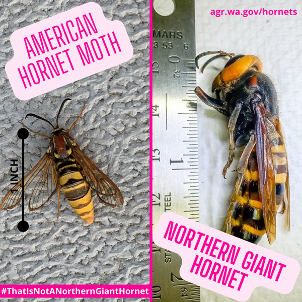 american hornet moth and asian giant hornet