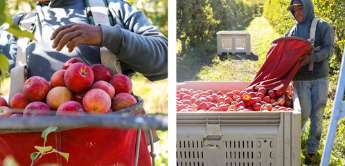 Apple orchard employee picks apples.