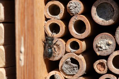 Mason bee.
