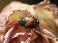 Japanese beetle on a rose.