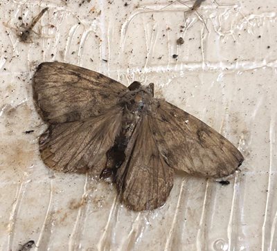 Male Asian gypsy moth