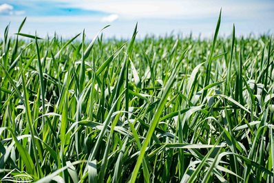 Green wheat field.