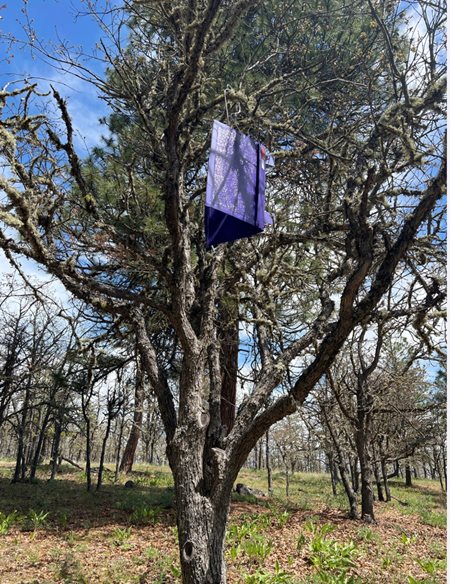 purple prism trap in tree