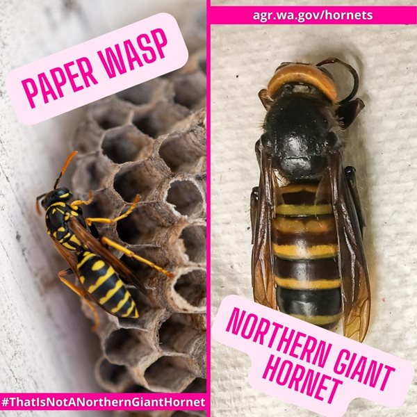 paper wasp on left northern giant hornet on right
