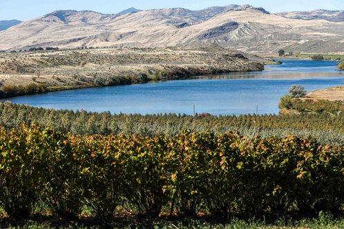 Landscape photo showing apple orchard, water, and rolling hills.