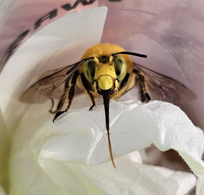 Anthophora crotchii in collecting tube