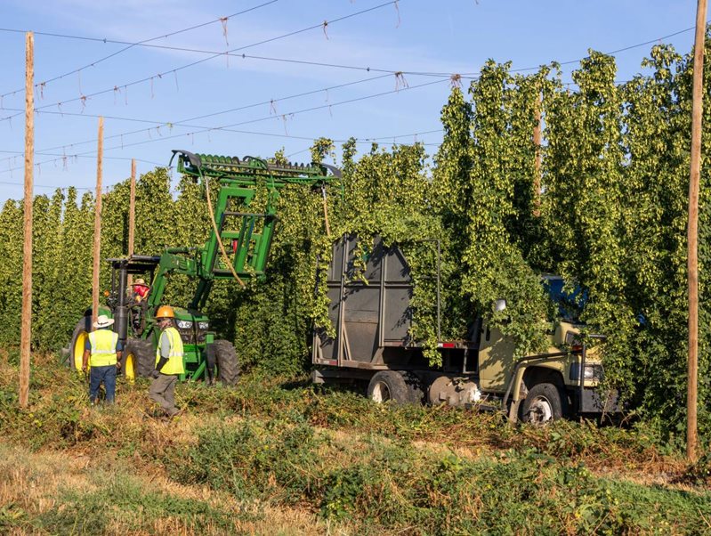 Tractor and truck harvesting hops in field