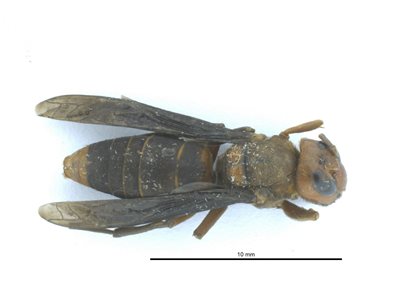 Asian giant hornet