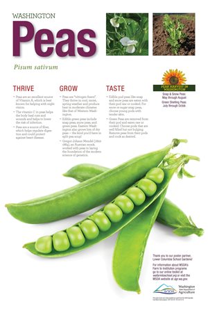 WA Harvest Peas Poster WA Harvest Peas Poster