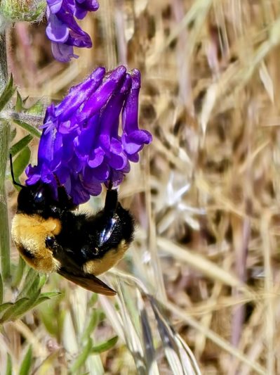 bumble bee on purple flower