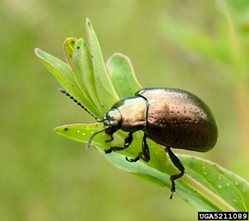 klamath weed beetle