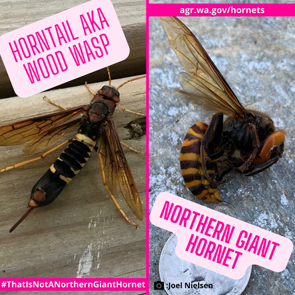 hortail wood wasp and asian giant hornet