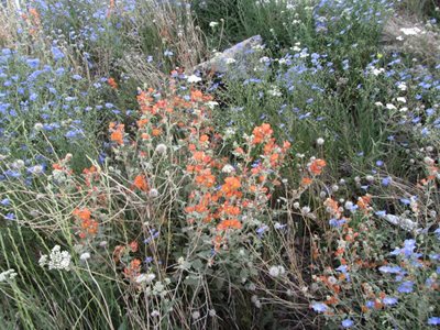 native flowers