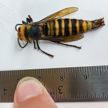 Male Asian giant hornet and ruler