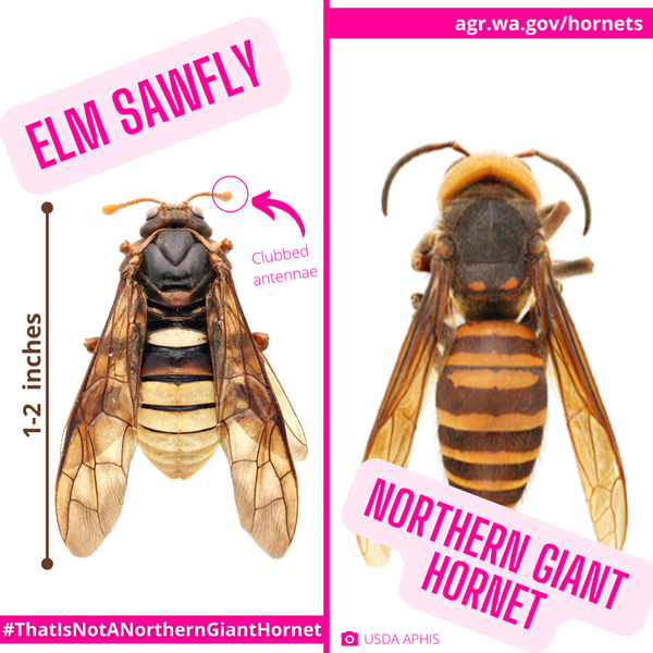 elm saw fly next to Asian giant hornet