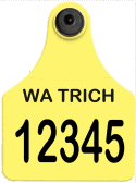 Photo of canary yellow Trichomoniasis visual tag