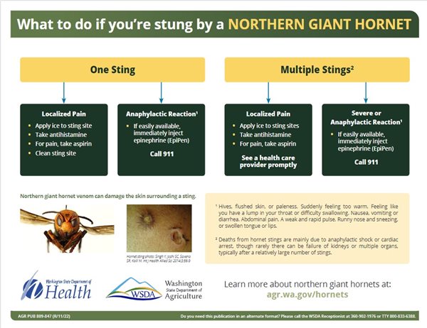 giant hornet stings