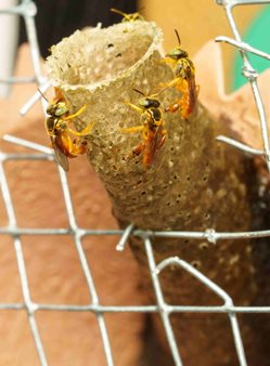 Stingless bee